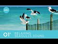 Short 1 Minute Nature Sounds | Mind Calming Seagulls and Ocean | 4K Nature