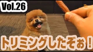 ビームのお散歩日記Vol.26　〜 トリミングしたぞぉ！ 〜／Pomeranian