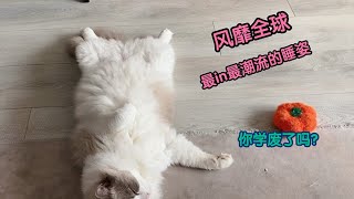 布偶猫魔性睡姿带偏整层楼的猫，风靡全球的一字马猫毯睡姿你学会了吗【猪娣儿是一只猫】