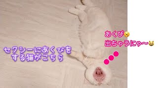 セクシーにあくびをする猫がこちら