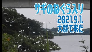 サギのねぐら入り　2021.9.1.