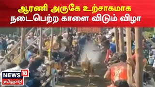 Thiruvannamalai Arani அருகே உற்சாகமாக நடைபெற்ற காளை விடும் விழா | Tamil News | Namma Ooru Sedhi