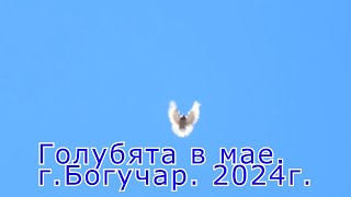 Голубята в мае 2024г. г.Богучар. Воронежской обл.