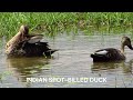 the indian spot billed duck