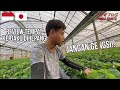 kerja Di Pertanian Buah Strawberry Pedesaan Jepang ! kondisi Sebelum Musim Panen Tiba