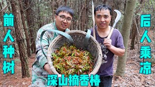 前人种树后人乘凉，爷爷种了20年的香椿，冬宝搞了一背篓，发财了【湘西冬宝】