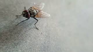 house fly || movement|