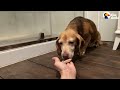 terrified beagle who d never been inside before finally opens up the dodo