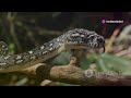 titanoboa vs vasuki full documentary