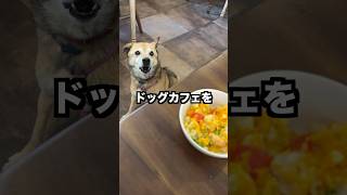 雑種犬コロちゃんのためにドッグカフェを貸し切ってみたwww