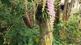 Kopou Phool (Assamese: কপৌ-ফুল)Rhynchostylis retusa