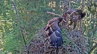 Konnakotkas~Tiuu brings a vole for Tuule ~10:17 AM 2019/09/02