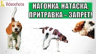 Нагонка, натаска и притравка охотничьих собак под ЗАПРЕТ? Videoohota