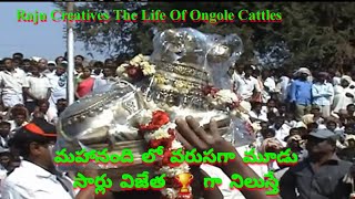 మహానంది లో వరుసగా మూడు సార్లు గెలిస్తే.. Ongole bulls