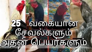 25 types of sevals with  name/ 25 வகையான சேவல்களும் அதன் பெயர்களும்#PLEASE SUBSCRIBE HNPYOUTUBER 💖