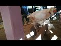 【妊娠中の動物】妊婦のヤギ goat さんを発見！（名古屋・東山動物園）