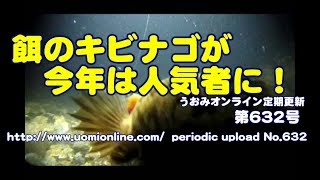 冬のキビナゴ(餌)がモテモテだぁ！？【水中動画の定期更新No.632】