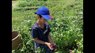 【こども農業体験】④無農薬のハーブ収穫を初体験したよ🌿 リアンファームでの一コマ🌱 北海道旭川市✨ Asashikawa city in Hokkaido