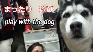 シベリアンハスキー犬と遊ぶ　play with the dog　HUSKY