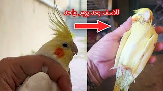 اشتريت عصافير من سوق الجمعة و الذكر مات بعد يوم واحد و السبب😕