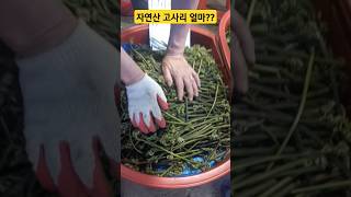 경동시장   강원도 양구 자연산 고사리 너무싸네 사야겠다~