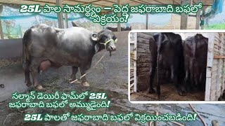 25L Milk Big Jafarabadi Buffalo | Sold Out at Salman Dairy Farm Hyderabad- 7288899974