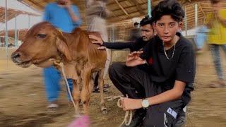 Baby Cow ka Soda Hogya!😍Cow Mandi Vlog
