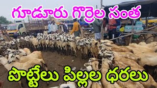 గూడూరు గొర్రెల సంత లో పొట్టేలు పిల్లల ధరలు 29 11 2024 Gudur sheep market Today