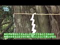 巨木・保存樹に出会いに！（姫路のひろば令和5年5月放送）