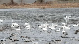 2024.2月撮影 ※投稿より昨年の映像 🦢安曇野(あづみの) の2024年の白鳥さんたち   /　信州 長野県