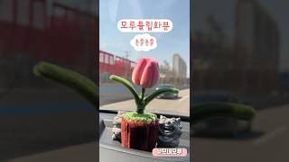 남편 자동차에🌷 모루튤립 화분을 만들어서 놓았어요. 흔들흔들 너무 귀여워요! 힘들게 일하는 남편에게 힘이 되길 바랍니다.💕💕​#모루꽃 만드는 과정처음으로 찍어봅니다.