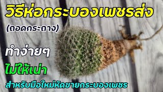 วิธีห่อกระบองเพชรส่งไปรษณีย์ไม่ให้เน่า-ช้ำ ทำง่ายๆ [ แบบล้างราก เคาะดิน]