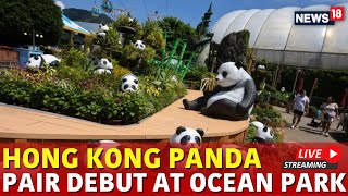 Hong Kong Ocean Park Pandas Live | Giant Panda Pair Gifted To Hong Kong Set For Public Debut | N18G