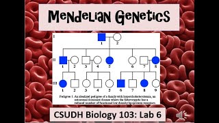 CSUDH Biology 103 Mendelian Genetics Lab 6