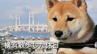 横浜｢港の見える丘公園｣でお散歩した極小豆柴/A little mame shiba took a walk at Harbor View Park in Yokohama