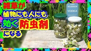 【ドクダミ】欲しい！が続出🌟雑草が凄い!! 超簡単な天然虫除けスプレーの作り方【ドクダミチンキ】