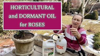 How to Spray Roses in Winter with Dormant Oil for Organic Gardening