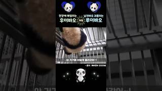 천장에 매달리는 후이 vs 남천바오 괴롭히는 루이 #후이바오 #루이바오 #panda