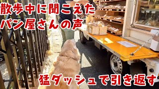 【お買い物あーちゃん】散歩中に薄ら聞こえたパン屋さんの音楽に反応して猛ダッシュ　ゴールデンレトリバー