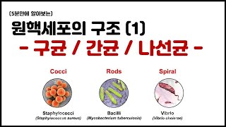 [세포] 4.4 원핵세포의 구조 - (1) 구균, 간균, 나선균