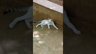 ഈ കുഞ്ഞി പൂച്ചക്ക് ഒരു like കൊടുക്കുമോ plz🙏#catvideos #ytshorts #subscribe