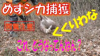 メス鹿捕獲【これ、どうなってねん】