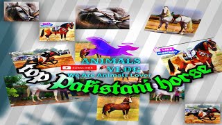 Beautiful dance Horse In Pakistan Animal Vlog  2021