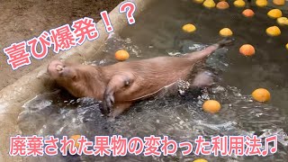 カピバラまる君喜び爆発の理由は？？廃棄された果物も変わった使い方で動物は大喜びです♫