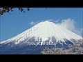 大石寺（富士宮）の常灯ヶ峰の桜林と富士山と sakura cherry blossoms in taisekiji japan.