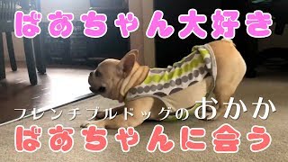 おかか ばあちゃんに会う【フレンチブルドッグのおかか】025