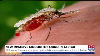 The Ghana Health Service confirms invasion of dangerous new mosquito breed - JoyNews Today