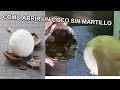 como abrir un coco sin romperlo facilmente sin martillo