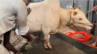 Hasha Qurbani | Puran Dhaka | Grounding Time | Qurbani Eid 2022 | Goru Spotter BD