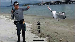 20191128新西兰岸抛水面系铅笔意外车祸之海鸥篇-鱼吕行Albert Fish On-Popping Lure Fishing Run Across Sea Gull In New Zealand